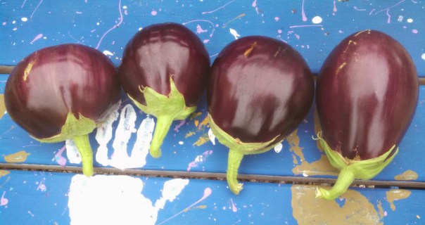 cropped-eggplants.jpg